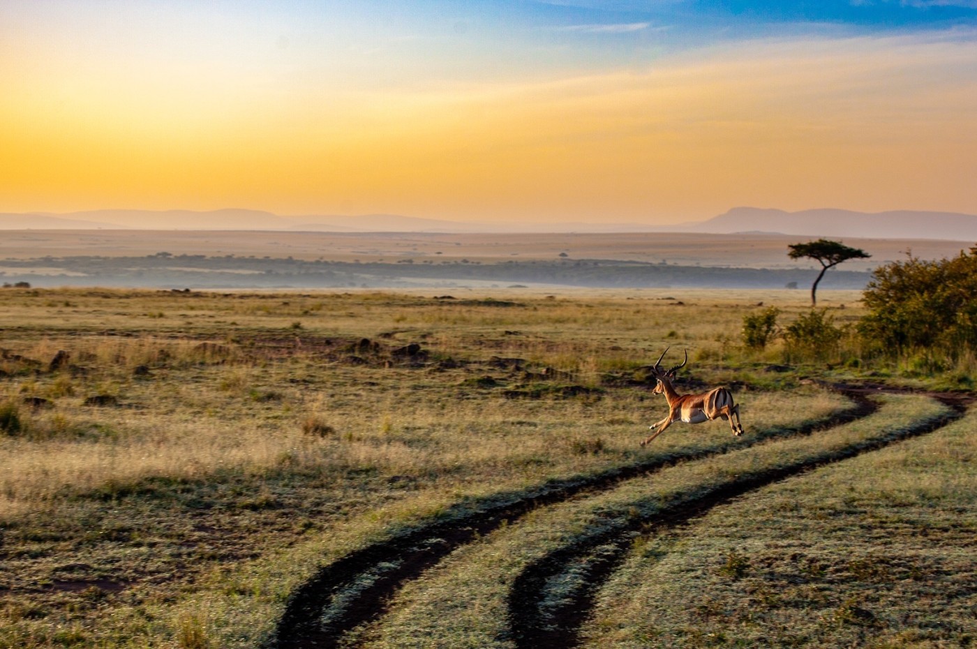 antilope jumping on the savannah